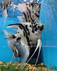 Marble Pearl Scale Angel Fish
